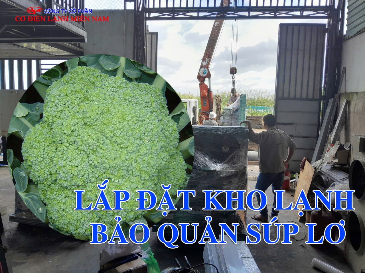 Lắp đặt kho lạnh bảo quản nông sản súp lơ