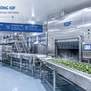 Hệ Thống Cấp Đông IQF – Giải Pháp Cấp Đông Nhanh Liên Tục Cho Nhà Máy Thực Phẩm